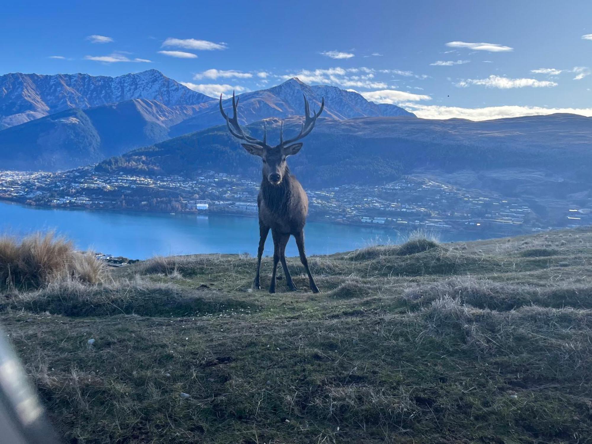 East Rock Lejlighed Queenstown Eksteriør billede